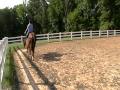 Blind yearling, Nova, learning to follow Lexi's lead.