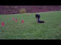 Java (Bernese Mountain Dog) Boot Camp Graduate
