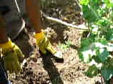how to transplant ampalaya