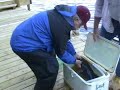 Catfish King Catfish King
