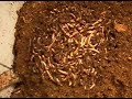 Vermicomposting with Europeon Night Crawlers #2 Vermicomposting with Europeon Night Crawlers #2