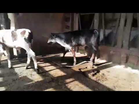 LOTE 55 - 02 BEZERROS CRUZADOS