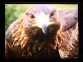 Auburn Football Promotional video