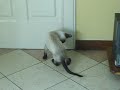 Kevin el gato