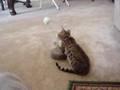 Leo-playing-around
