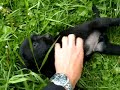 labs puppys  2008