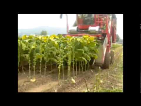 how to harvest tobacco leaves
