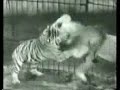 Tigress Kills Male Lion. Tigress Kills Male Lion.