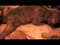 bullmastiff puppies 3 weeks old part 3
