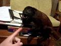 videos de Natha anoying the Sepp