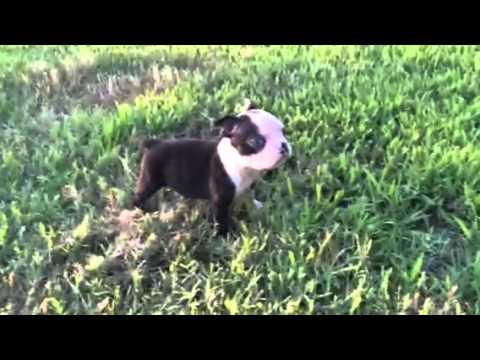 SQUIRT BOSTON TERRIER