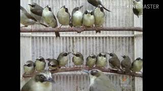 Download Mastering Burung Opior Paruh Tebal Pleci Sumbawa Plus