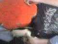 videos de xav et la fleur.3gp