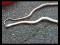 Dead Snake