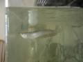 Electric Yellow Cichlid Fish traps himself in a small bottle