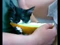 Kitten eating melon