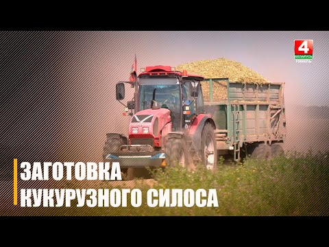 Более 3 000 000 тонн кукурузного силоса планируют заготовить на зиму аграрии Гомельщины видео