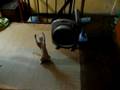 Cat playing with the rope