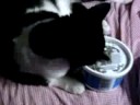Oreo vs. Catnip Mouse and Big tub o' Catnip