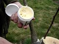 The rind graft is a useful technique for grafting over a sound but unwanted apple tree to one of a preferred variety. Same for pears. You may wish to do this after moving into a new home where there is an apple you don't like, or if you have been mis-sold an apple which was not the variety you wanted (this has happened to us twice) or if you just discover a variety which you much prefer to one that is growing in your garden or orchard. With all kinds of grafting, the principles are the same. Cut the scion (preferred variety) wood in late winter, store somewhere cool and not too dry (in a polythene bag in the fridge is ideal) then carry out grafting operation in early spring when the new leaves are beginning to come out. Cambium to cambium contact is key. Before attempting any sort of grafting, practice the technique with a small very sharp knife (I favour the Opinel number 6 stainless) on waste wood until you become reasonably good at shaping the pieces to fit together well. Good timing, clean cuts that fit, cleanliness, and correct wound sealing are key.