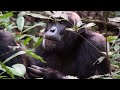 Uganda safari