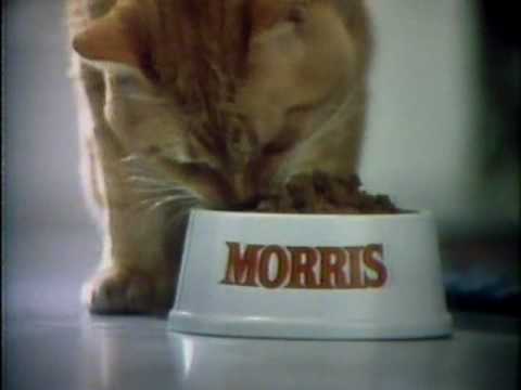 Morris The Cat The World S First Famous Feline
