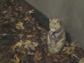 brookyn heights Hunts lane alley cat