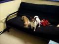 videos de Niko plays fetch, Lizzie eats rawhide.