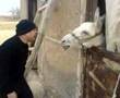 Heehawing Donkey