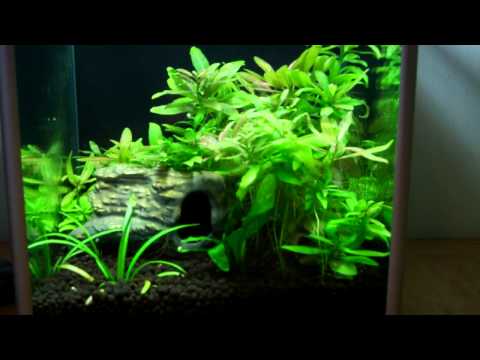 how to fertilize aquarium