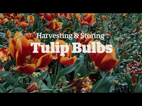 how to harvest bulbs