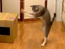 ネコ、踊る。 - Dancing Cat -