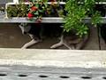 Der arme Hund Husky  (Biedny pies syberyjski Husky)