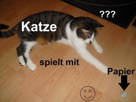 katze