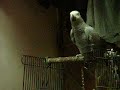 Parrot African Grey Lunar New Year Greetings ???? Parrot African Grey Lunar New Year Greetings ????