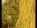 videos de Crazy egg