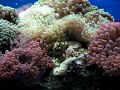 cette an�mone fera la joie de vos poissons clowns.
m�me s'il est vrai que les an�mones peuvent se passer de poissons clowns et les clowns d'an�mones, il est mieux de les associer : les poissons seront moins stress�s et pourront se prot�ger.

de plus, ils auront un comportement naturel.

cette an�mone au pied rouge vie dans les r�cifs peu profond. elle a besoin de beaucoup de lumi�res et d?un brassage important.
de plus, l'ajout d'iode de mani�re r�guli�re lui permettra de rester en bonne sant�.

attention � l'aspiration des pompes, comme toutes les an�mones, elle peut tr�s facilement se faire avaler par une pompe. malgr� sa taille, elle peut se faire aspirer m�me � partir d'un trou de 2 mm.
pensez � prot�ger toutes vos pompes.

elle est robuste et accueil la plupart des poissons clowns : amphiprion akallopisos, amphiprion nigripes, amphiprion ocellaris, amphiprion percula et amphiprion perideraion, amphiprion polymnus, amphiprion sandaracinos.retrouvez cet invert�br� sur http://www.marinelife.eu