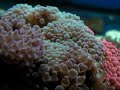 cette an�mone fera la joie de vos poissons clowns.
m�me s'il est vrai que les an�mones peuvent se passer de poissons clowns et les clowns d'an�mones, il est mieux de les associer : les poissons seront moins stress�s et pourront se prot�ger.

de plus, ils auront un comportement naturel.

cette an�mone au pied rouge vie dans les r�cifs peu profond. elle a besoin de beaucoup de lumi�res et d?un brassage important.
de plus, l'ajout d'iode de mani�re r�guli�re lui permettra de rester en bonne sant�.

attention � l'aspiration des pompes, comme toutes les an�mones, elle peut tr�s facilement se faire avaler par une pompe. malgr� sa taille, elle peut se faire aspirer m�me � partir d'un trou de 2 mm.
pensez � prot�ger toutes vos pompes.

elle est robuste et accueil la plupart des poissons clowns : amphiprion akallopisos, amphiprion nigripes, amphiprion ocellaris, amphiprion percula et amphiprion perideraion, amphiprion polymnus, amphiprion sandaracinos.retrouvez cet invert�br� sur http://www.marinelife.eu