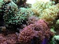 cette an�mone fera la joie de vos poissons clowns.
m�me s'il est vrai que les an�mones peuvent se passer de poissons clowns et les clowns d'an�mones, il est mieux de les associer : les poissons seront moins stress�s et pourront se prot�ger.

de plus, ils auront un comportement naturel.

cette an�mone au pied rouge vie dans les r�cifs peu profond. elle a besoin de beaucoup de lumi�res et d?un brassage important.
de plus, l'ajout d'iode de mani�re r�guli�re lui permettra de rester en bonne sant�.

attention � l'aspiration des pompes, comme toutes les an�mones, elle peut tr�s facilement se faire avaler par une pompe. malgr� sa taille, elle peut se faire aspirer m�me � partir d'un trou de 2 mm.
pensez � prot�ger toutes vos pompes.

elle est robuste et accueil la plupart des poissons clowns : amphiprion akallopisos, amphiprion nigripes, amphiprion ocellaris, amphiprion percula et amphiprion perideraion, amphiprion polymnus, amphiprion sandaracinos.retrouvez cet invert�br� sur http://www.marinelife.eu