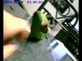 (uploaded by acidica)&nbsp;record sample