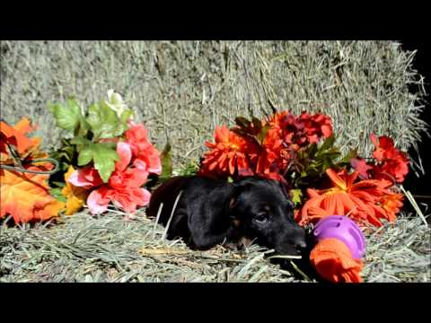 Diego Male Black Tan Miniature Dachshund Puppy for sale