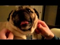 Have you bugged a pug today???