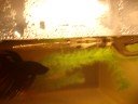 Betta Fry Day One... Betta Fry Day One...