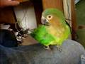 Lucky Bird, brown throat conure, 1