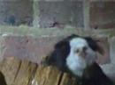 Whipsnade Zoo Animals