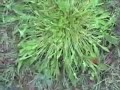 EatTheWeeds: Episode 10: Rumex (Sorrel) EatTheWeeds: Episode 10: Rumex (Sorrel)