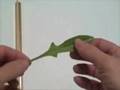 EatTheWeeds: Episode 10: Rumex (Sorrel)