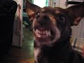 my crazy dog dante
