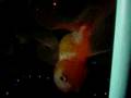Upside down goldfish