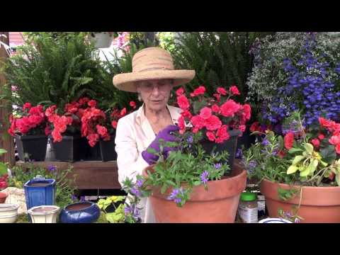 how to plant flowers in a pot